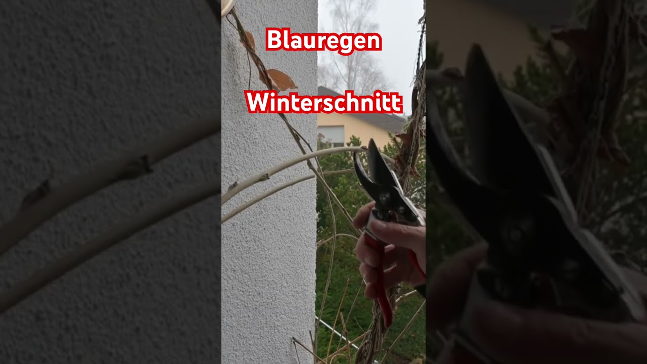 Blauregen - Glyzinie - Winterschnitt Anleitung | ImmoTrainer Hauswart  Wetzikon - YouTube