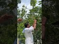 বিভিন্ন ভ্যারাইটিজ ফল গাছ আম গাছ লিচু গাছ পাবেন গোবরডাঙ্গার নিউ দেব নার্সারি