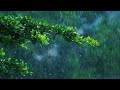 Jungle Rain Sounds for Sleep 🌧️White Noise Raining 10 Hours