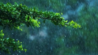 Jungle Rain Sounds for Sleep 🌧️ White Noise Raining 10 Hours