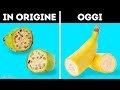 16 Alimenti Che Sono Cambiati Drasticamente Col Tempo