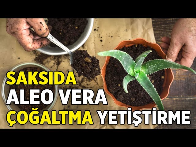 Aloe Vera oaltma Yetitirme Bakm Nasl Yaplr? - YouTube
