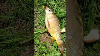 des petites carpes