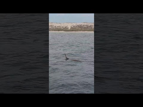 Rattlesnake Swims at