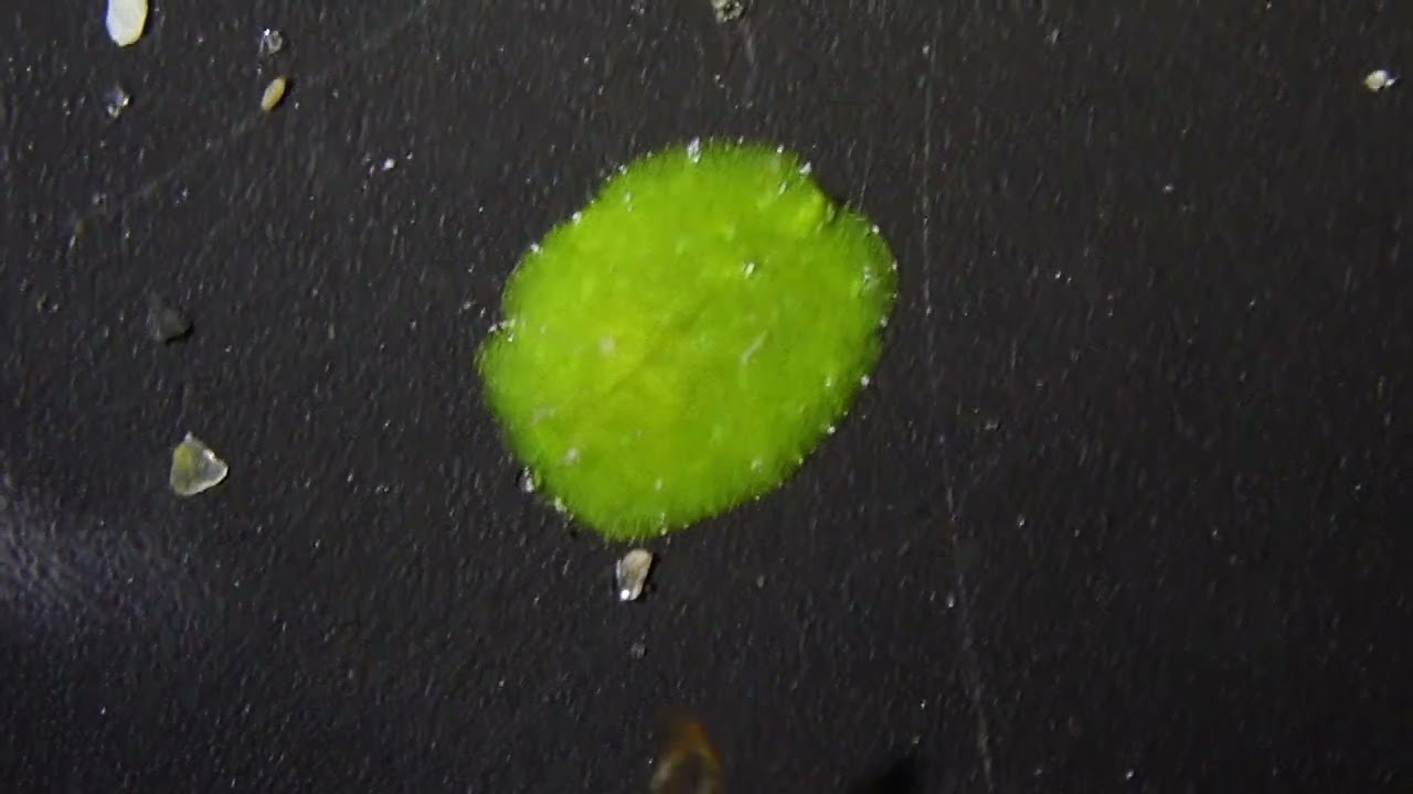 Bosellia/elysia Aug 10, 2023 Pompano P8100426