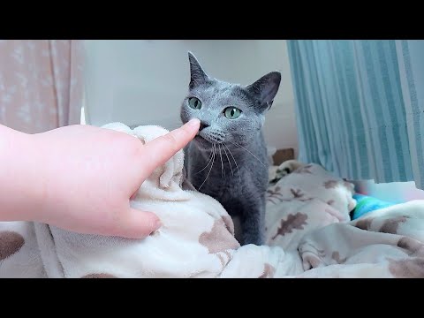 【猫動画】嫁の周りでご飯アピールするロシアンブルー【russianbule】Russian blue that appeals to the food around me