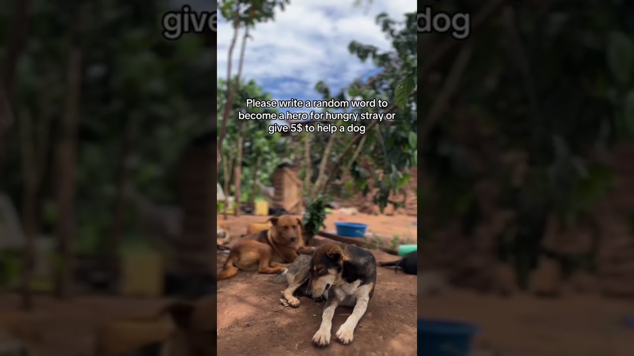 pov your kind soul watching this video 5x times and comment using random words to save my furry dogs