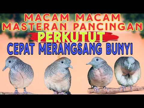 PARTY GACOR🌴MINUM SAMPE M.TI x TRUMPET ULAR -KENGHOO REMIX by n'zard djockey