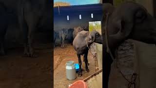 #cav #cow #fs16mecowkaisekharide #comedy #baffalo #desiviilagelifetstyle #funny #bull #farming