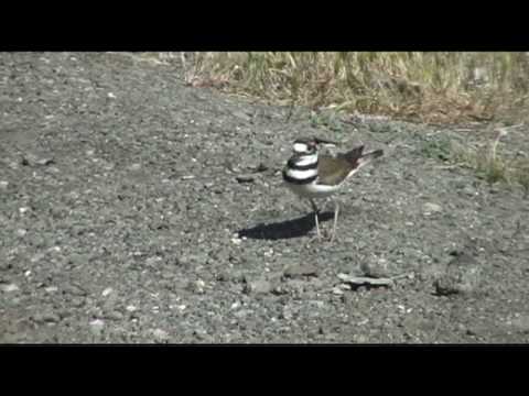 Kildeer Scandal: Bird fakes injury to collect insurance 