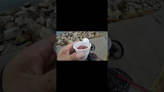 “Catfish Chicken Liver Secret Trick —Mess Free!” #catfishing #fishingtips #fishing