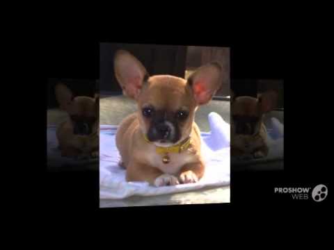 French Bullhuahua Dog breed my dog is shaking