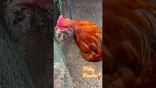 Easter egger rooster crowing #backyardchickens #chickenkeeping #shorts Profile