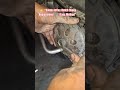 👉 “Honda Activa Clutch Shoes Replacement 🔧 | Easy Method” #automobile #youtubeindia #mechanic