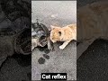cat reflex 😱👍😼 #foryo #foryou #like #subscribe #cat