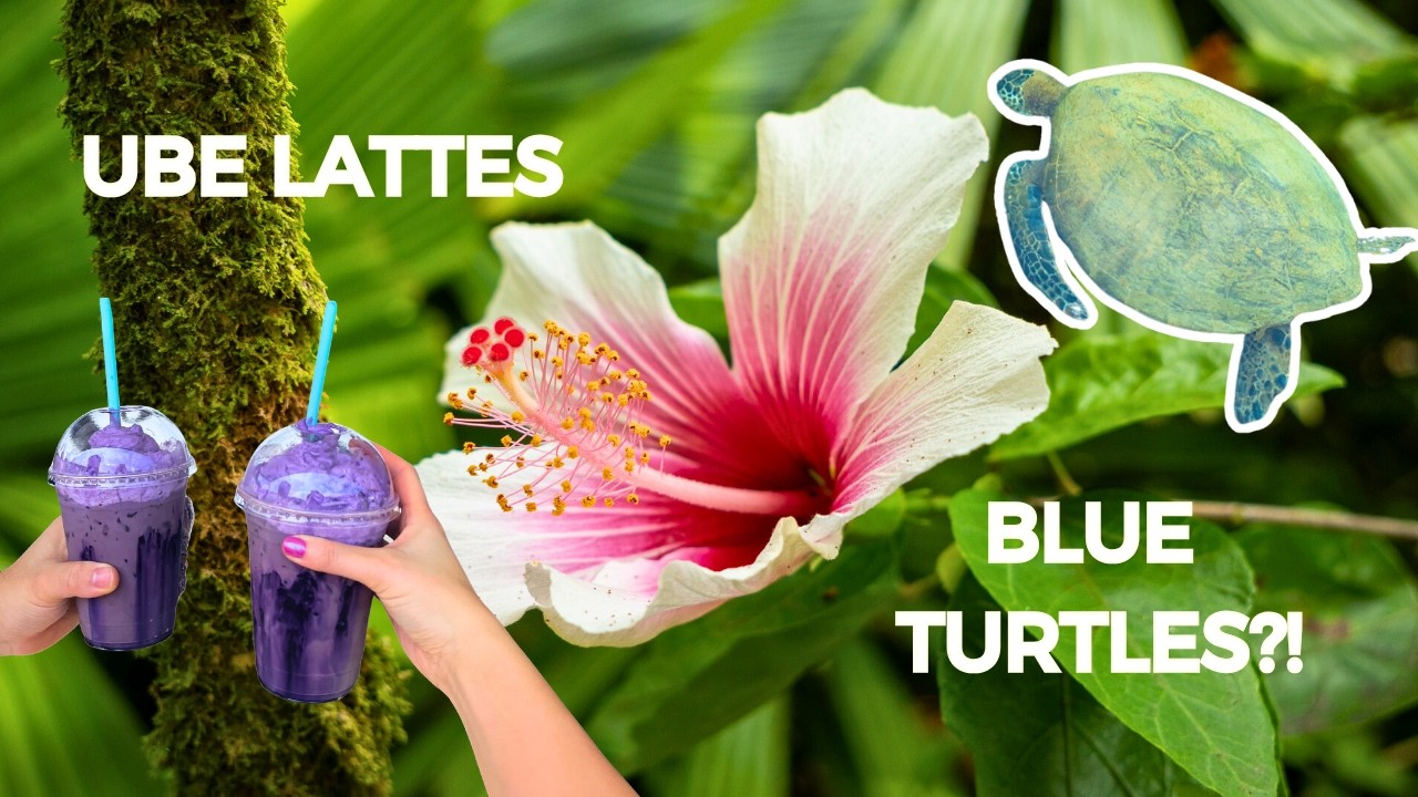 48 HOURS IN HILO, HAWAII - Can we recover after a missed flight? 😅✈️