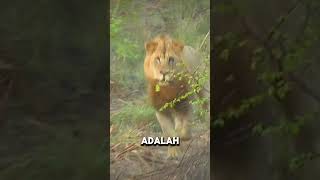 Kekejaman Singa Jantan Terhadap Anak Singa
