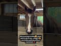 Please stay for 10sec... and interact to help #america #america #horse #goviral #viral #reels