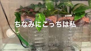 水作エイトは買うんじゃなくて飼うんだそうですよ。