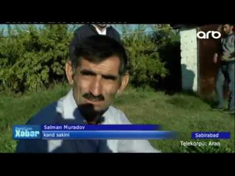 Sabirabadda qeyri adi canlı tutulub - ARB TV