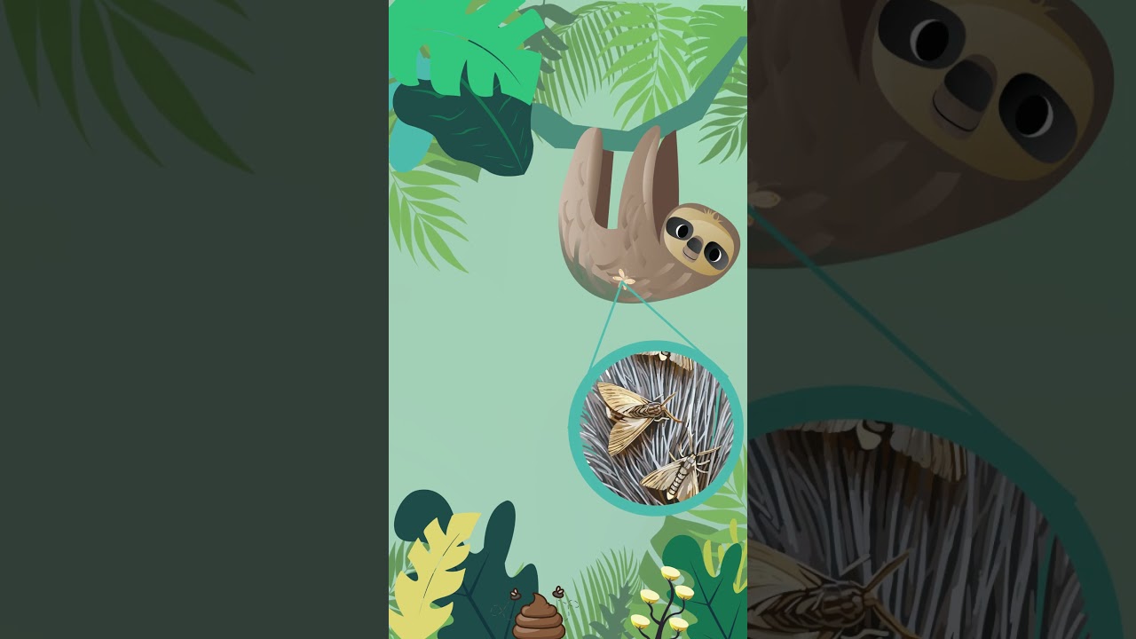 🦥 Nature’s best-kept design secret? Sloths.