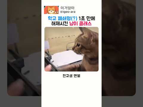 학교 폐쇄령(?) 1초 만에 해제시킨 냥이 클래스 thumbnail
