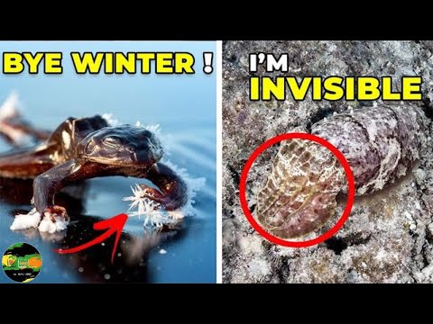 This is Why This Frog Will Always Survive ─ 10 Unique Animal Features that Prevent Them From Dying