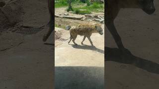 Hyena #animals #africa #shorts  ￼