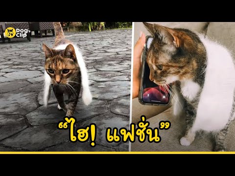 วีดีโอ: ผ้าพันคอหลังแมวคืออะไร?