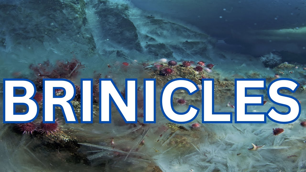 🌊❄️ Unveiling the Frozen Enigma: Exploring the Formation of Brinicles in Polar Waters 🥶🔍
