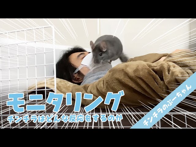 【モニタリング】飼い主が寝ていたらチンチラはどんな反応をするのか？Funny and Cute Chinchilla