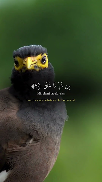 Al-Ikhlas, Al-Falaq, An-Nas | The Surahs of Protection & Peace | Relaxing Quran Recitation