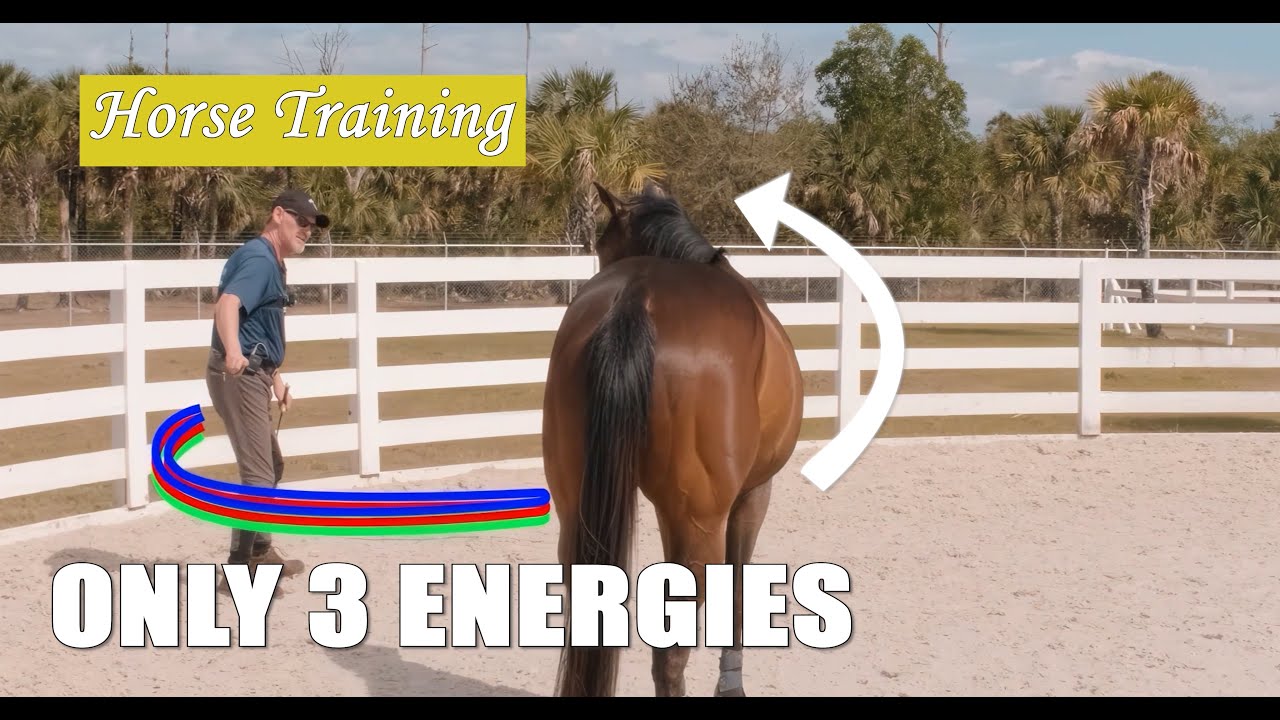 Три энергии, которые чувствует каждая лошадь (Толчок • Блок • Тяга)