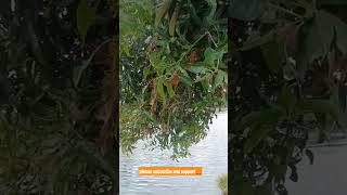 Download Lagu watch this ..kerala back water..! #kerala #food #keralafoodie MP3 Download Lagu watch this ..kerala back water..! #kerala #food #keralafoodie MP3