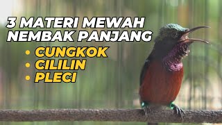 kolibri ninja gacor nembak panjang 3 lagu cungkok, cililin, pleci cocok untuk masteran burung
