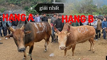 Lễ hội chọi bò Bảo Lâm Cao Bằng  2025