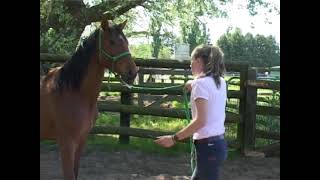 Scared and dangerous horse. Learns to trailer load.