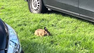 Ein Kaninchen in Brasilien ￼