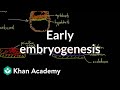 Early embryogenesis  cleavage blastulation gastrulation and neurulation  mcat  khan academy