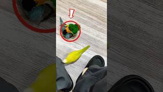 😨👀 ¿Sun Conure o loro Monk? Descubre la elección correcta.#foryou #drjuan