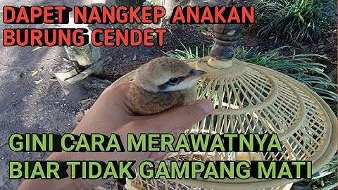 CARA MERAWAT ANAKAN BURUNG CENDET TANGKAPAN BIAR TIDAK GAMPANG MATI