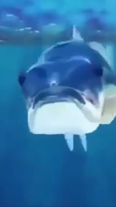 MAMAGUEVO DIGO GLU GLU GLU GLU GLU 🐟 #mamaguevofish