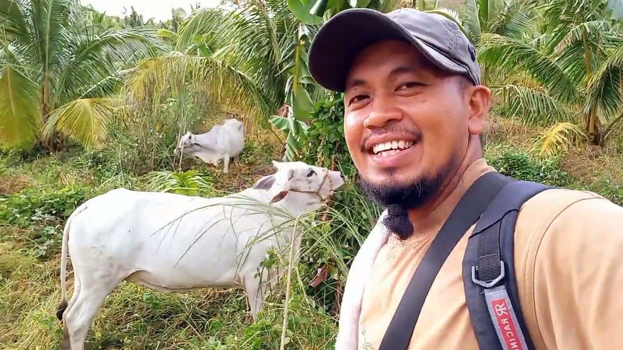 Paano Pumili Ng Gagawing Inahing Baka. #happy #farming #proudfarmer