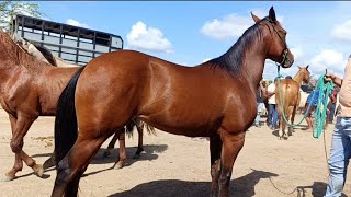 OS MELHORES CAVALOS DE CARUARU, LINDOS CAVALOS MANGALARGA E CAVALO QUARTO DE MILHA 