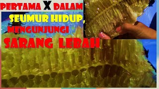 Panen Sarang Lebah di Hutan #Menegangkan