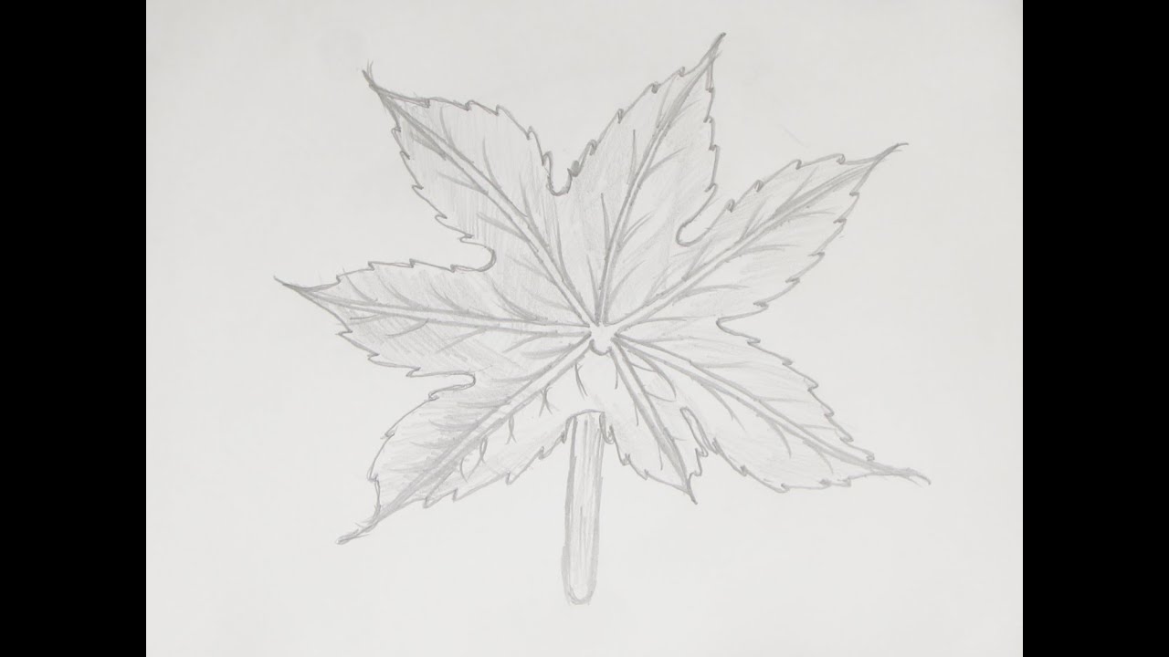 How to Draw or Sketch Maple Tree Leaf #4 - YouTube