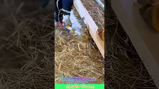 💡 시선 차단 완벽! 기성품보다 튼튼한 수제 대나무 울타리 제조 비법 #worker #process #amazing #skills #outdoordesign