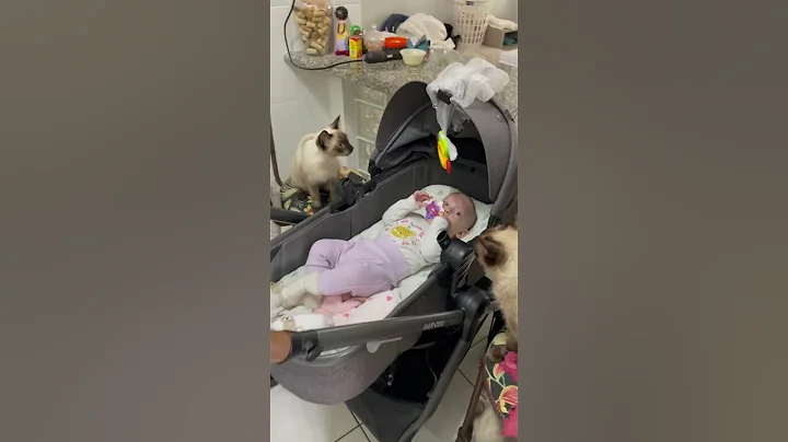 Watch the video about Babas peludas #cat #cats #newborn #cute #funny #funnyvideo #short #shorts #shortvideo