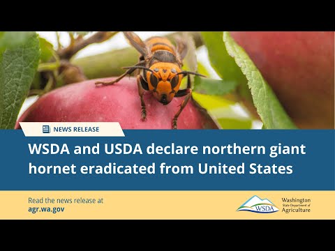 Northern Giant Hornet