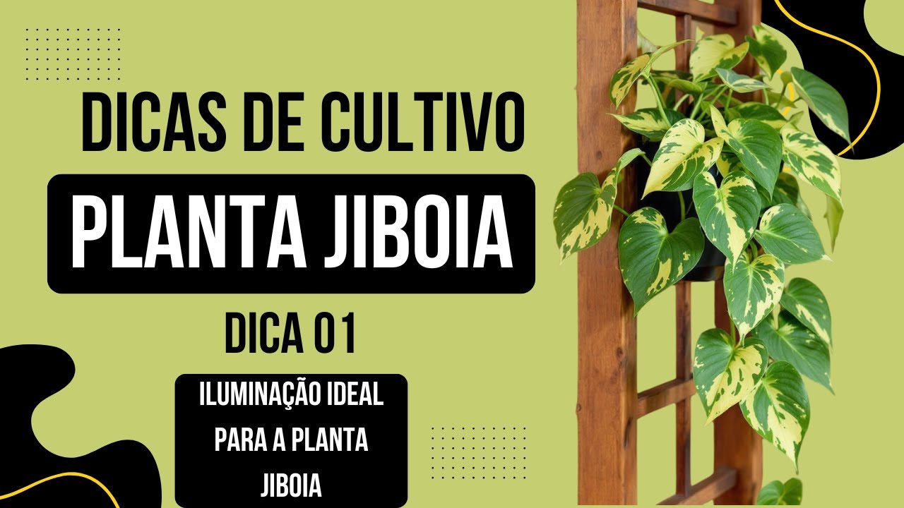 Atenção a Iluminação Ideal para a Planta Jiboia. Dicas de cultivo para a Planta Jiboia | DICA 01